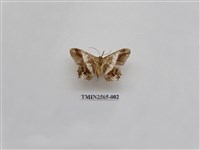 藏品(尺蛾65)的圖片